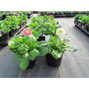 Bellis perennis бяли