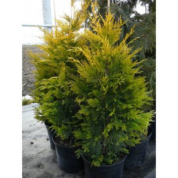 ЛЪЖЕКИПАРИС