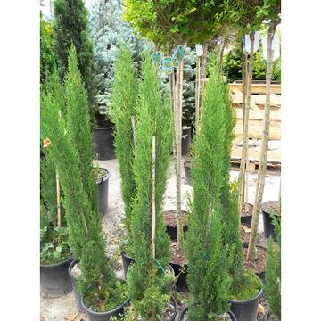 ОБИКНОВЕН КИПАРИС