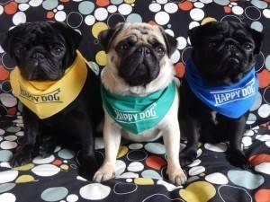 Поръчка и доставка на гранули Happy Dog Германия