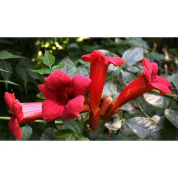 лиана увивна катерлива текома