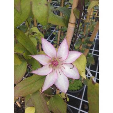 КЛЕМАТИСИ ЦВЕТЯ ЗА ГРАДИНАТА С ПРЕКРАСНИ ЦВЕТОВЕ