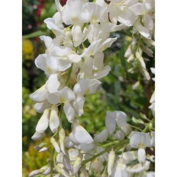 Wisteria sin. Texas White Вистерия Глициня