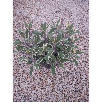 градински чай салвия цъфтяща многогодишна градинска колоритна двуцветна