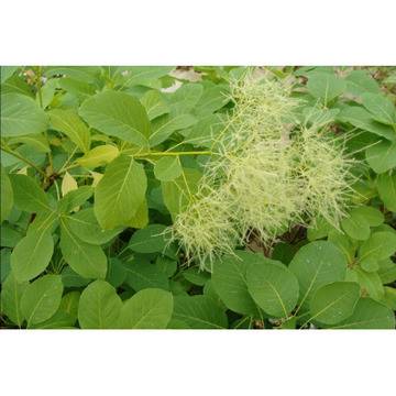 ЦВЕТЯ И ГРАДИНА