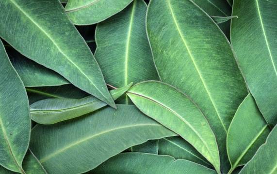 СВОЙСТВА НА РАЗЛИЧНИТЕ ВИДОВЕ МАСЛА ОТ ЕВКАЛИПТ