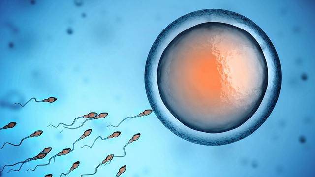 Цинк: също толкова важен за репродуктивното здраве на жената