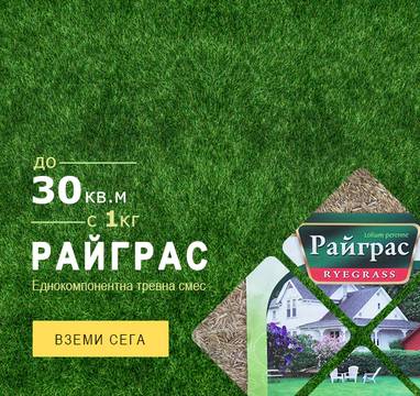 Всичко за райграса
