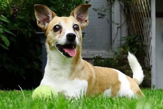 Правилно Хранене на Джак Ръсел Териер – Съвети от Platinum България