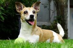 Правилно Хранене на Джак Ръсел Териер – Съвети от Platinum България