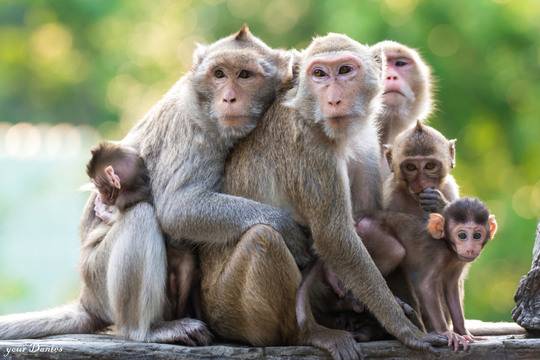 Днес, 14 декември, е Световният ден на #Маймуните