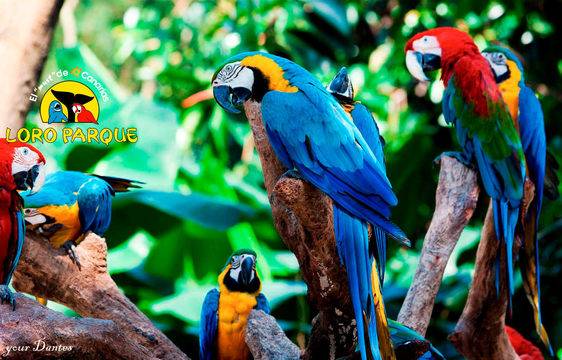 Днес, 17 декември, е рожденият ден на Лоро Парк