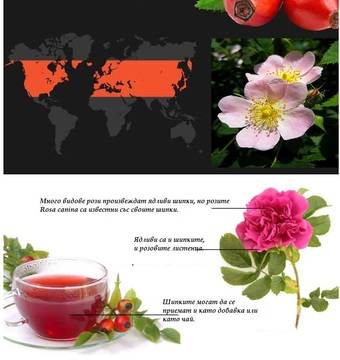 Знаеш ли, че обикновената шипка е вид диворастяща роза?