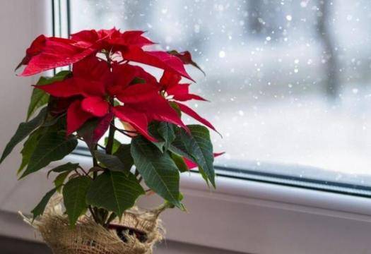 Защо това цвете е наречено „коледна звезда“