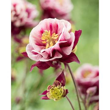 Aquilegia vulg. Double Red White кандилка