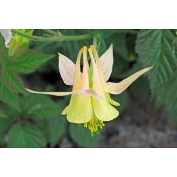 Aquilegia caerulea Yellow кандилка