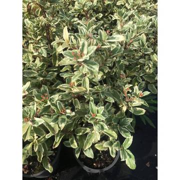 Вибурнум декоративни храсти и дървета