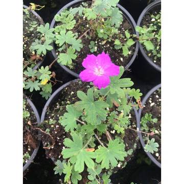 Geranium здравец – Цветя и градина – всичко за цветята и градината