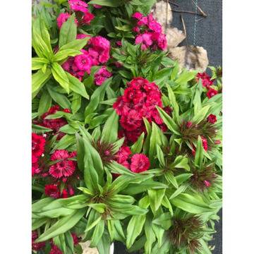 Dianthus Топ Карамфил