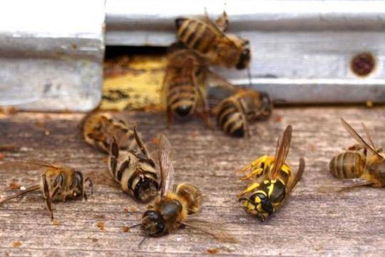 Пчелите измират прогресивно и вече знаем защо, а също и как можем да помогнем