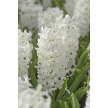 Зюмбюл бял Hyacinth – Цветя и градина – всичко за цветята и градината