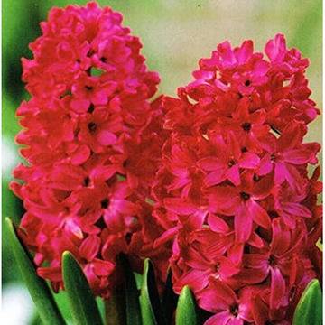 Зюмбюл червен Hyacinth
