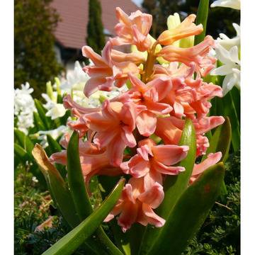 Оранжев зюмбюл циганска кралица