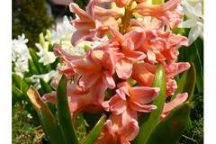 Оранжев зюмбюл циганска кралица