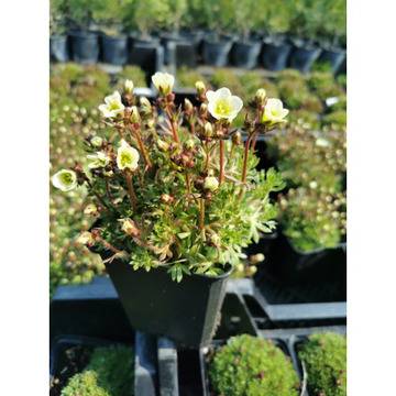 Saxifraga Alpine lime Саксифрага