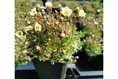 Saxifraga Alpine lime Саксифрага