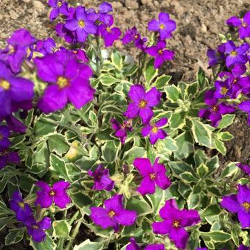 Аубриета Вариегата Aubrieta Dr. Mules Variegated