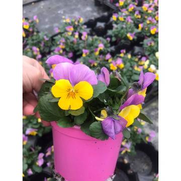 Viola mini Мини теменужка