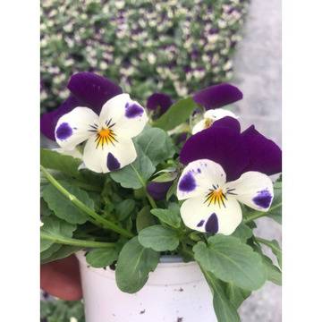 Мини виола мини теменужки за вашата градина