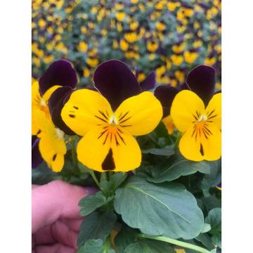 Viola mini Мини теменужка