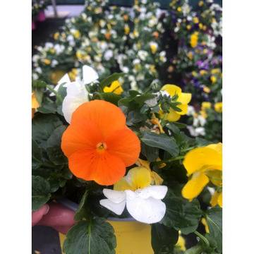 Теменижки пролетни многогодишни цветя