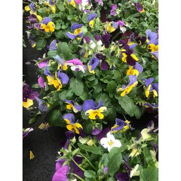 Viola ранни теменужки за двора и градината.