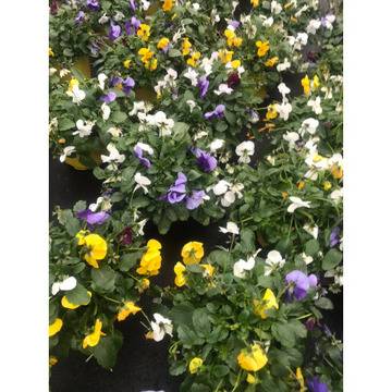 Пролетни цветя з аградината и балкона Теменужка