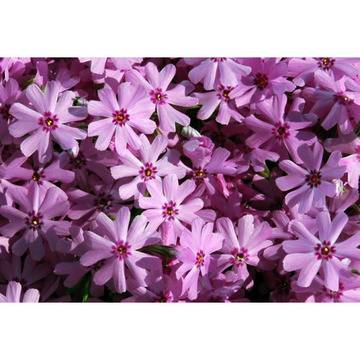 ФЛОКС почвопокривен флокс