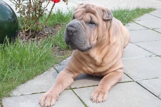 Шар Пей и правилна Грижа и Диета – Съвети от Platinum България