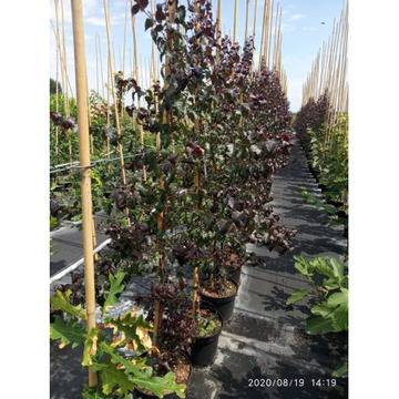 Betula pendula ‘Youngii’ червенолистна бреза