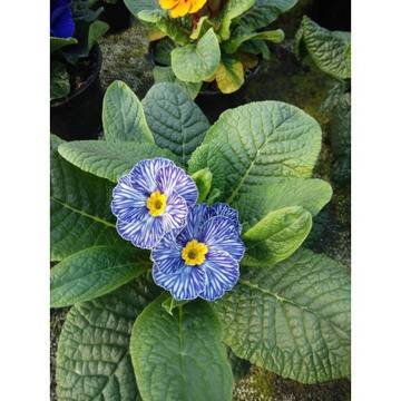 ЦВЕТНИ РАЗНООБРАЗНИ ГРАДИНСКИ ИГЛИКИ ПРИМУЛИ САКСИЙНИ БОРДЮРНИ