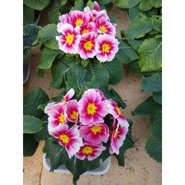 КАТАЛОЖЕН номер 01523 Primula Иглика