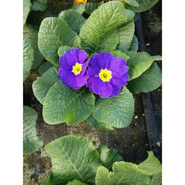 ИГЛИКА БОРДЮРНА ГРАДИНСКА САКСИЙНА ПРИМУЛА