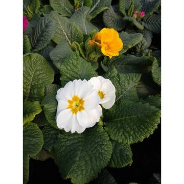 ЦВЕТНИ РАЗНООБРАЗНИ ГРАДИНСКИ ИГЛИКИ ПРИМУЛИ САКСИЙНИ БОРДЮРНИ