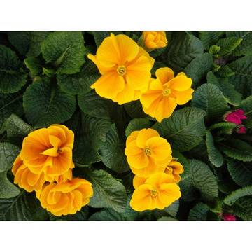 КАТАЛОЖЕН номер 01528 Primula Иглика