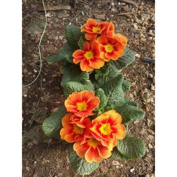 ИГЛИКИ ПРИМУЛИ ГРАДИНСКИ САКСИЙНИ ПРОЛЕТНИ ЦЪФТЯЩИ БАЛКОНСКИ