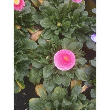 парички цветя за градината