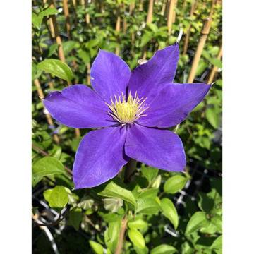 Clematis Fujimusume Клематис