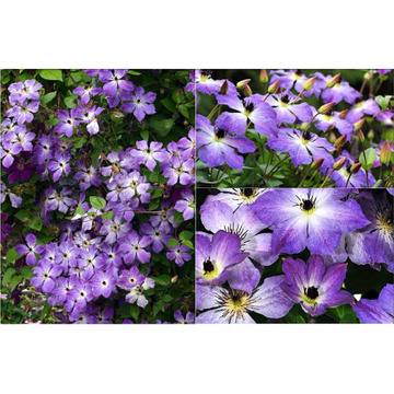 Clematis Cloudburst Клематис