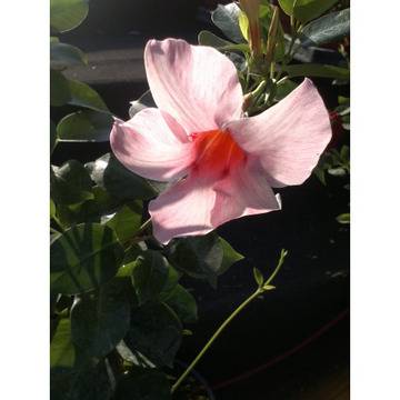 цъфтяща катерлива увивна дипладения мандевила многогодишна вечнозелена